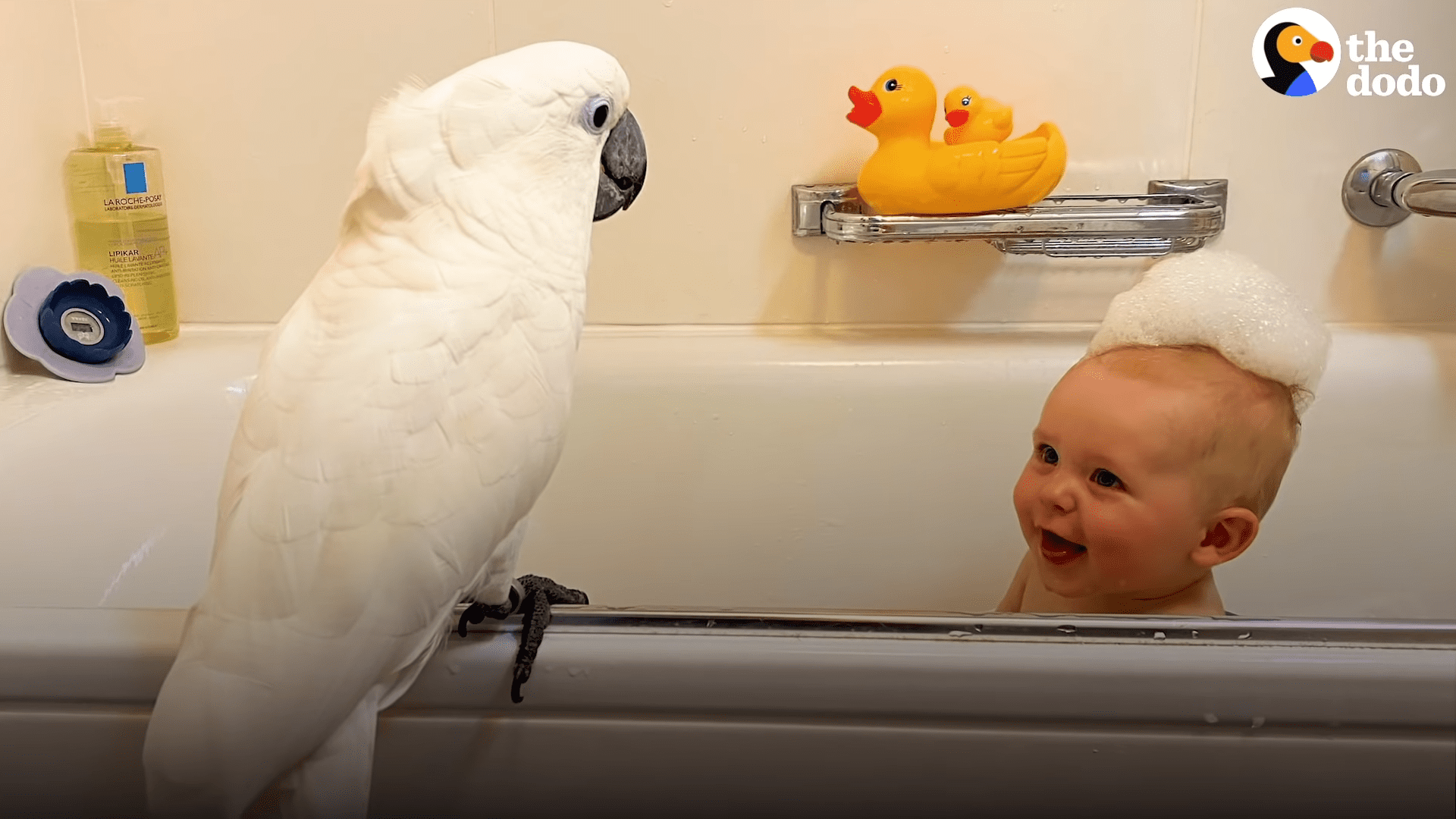 Cockatoo and baby become best friends