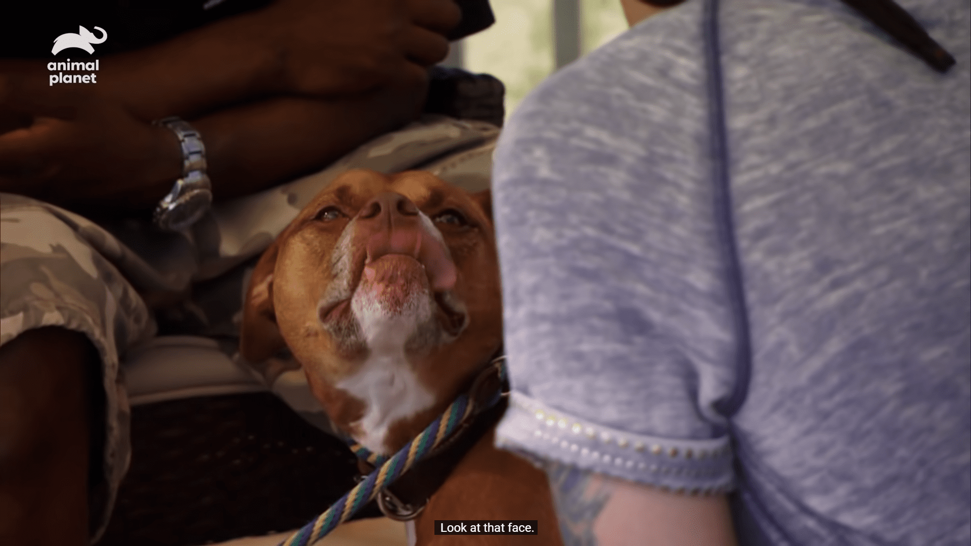 Dog who cries and cries after getting dumped in shelter finds happiness again