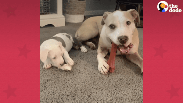 Tiny foster newborn puppies make new best friend
