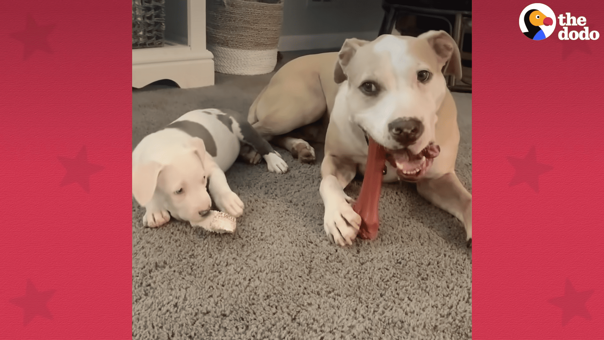 Tiny Foster newborn Puppies make new best friend