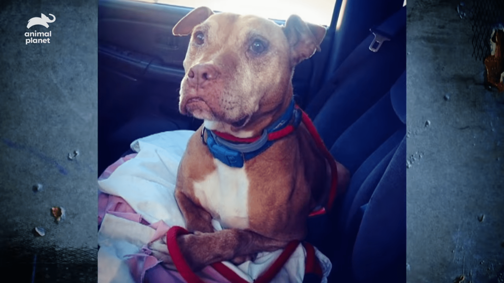 After 13 years in shelter, dying dog finally gets a home