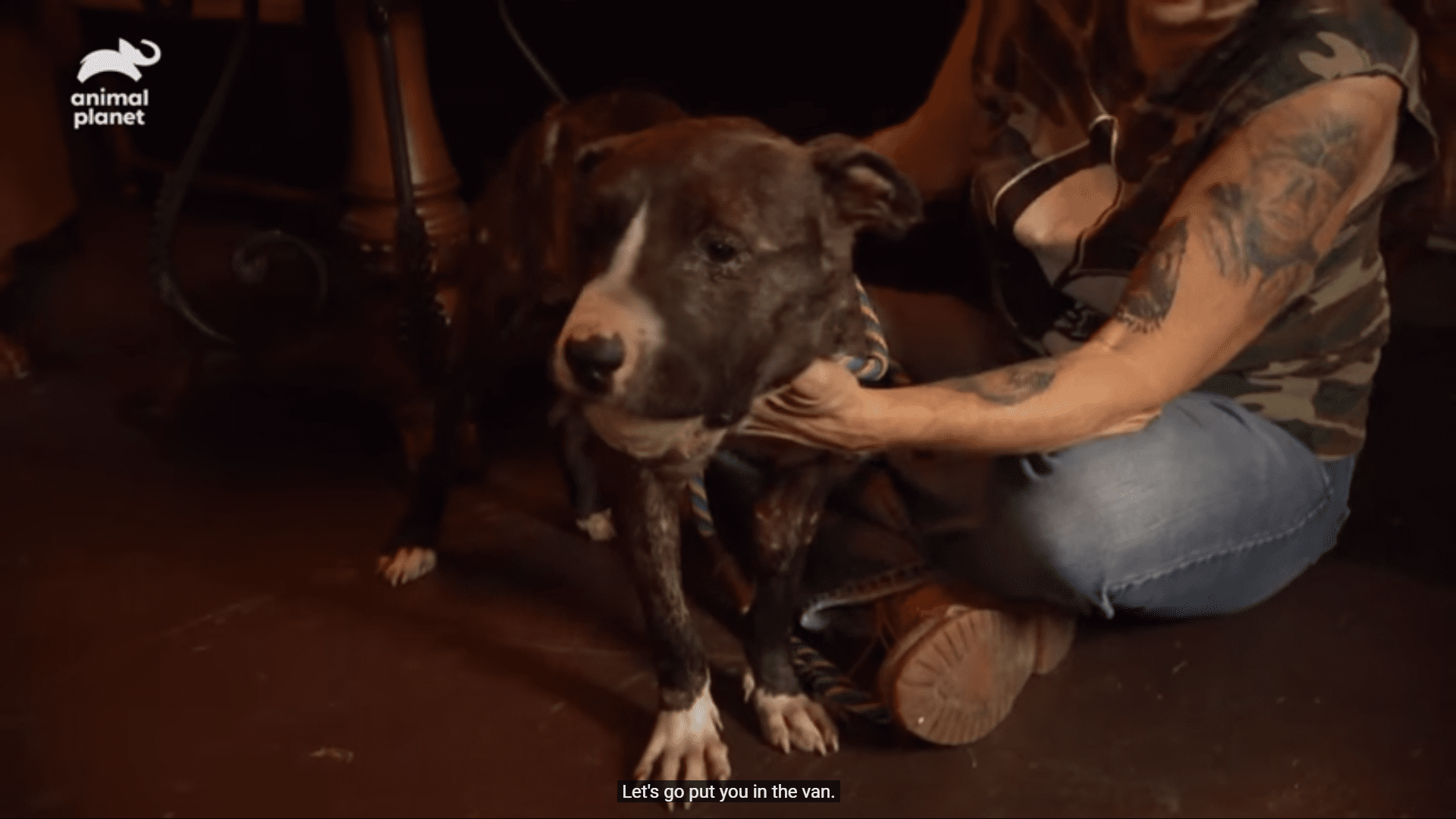 Puppy used as dog bait has an unbreakable spirit
