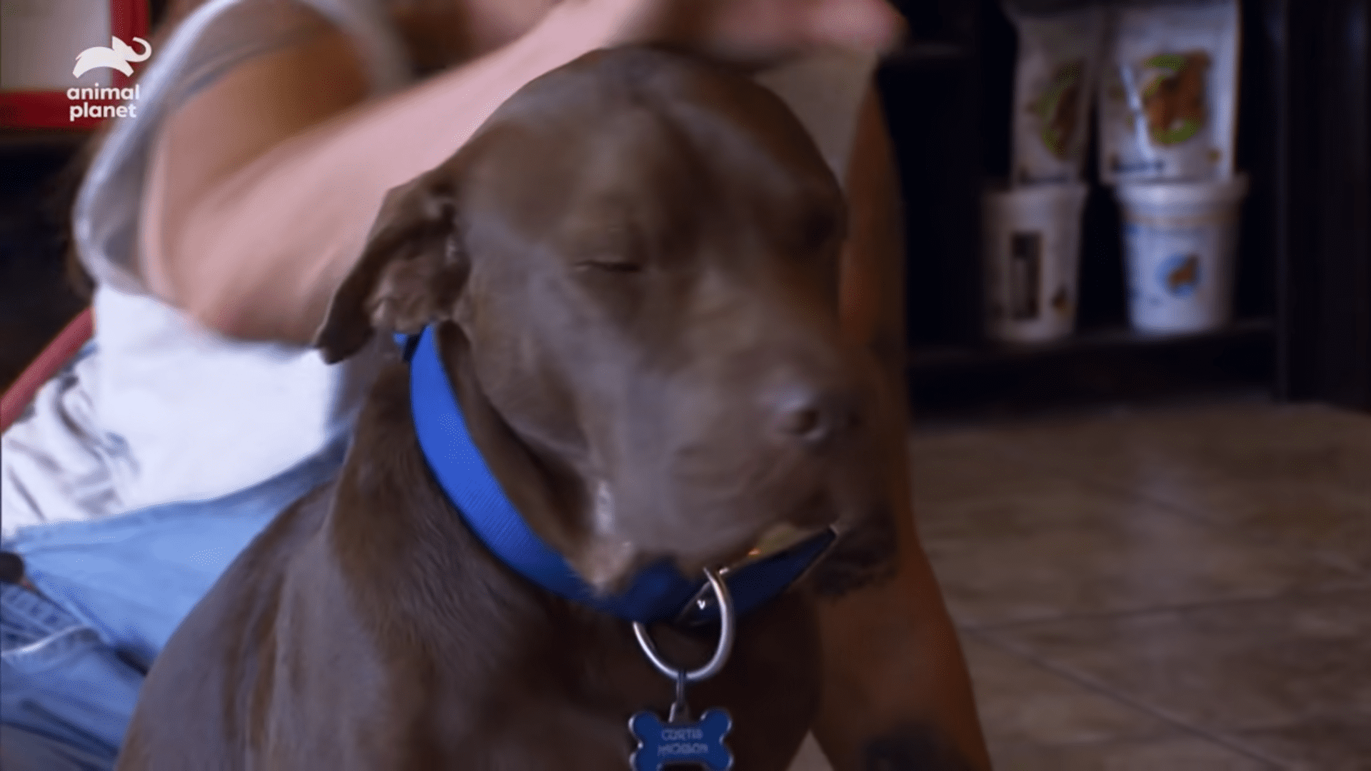 Dog shot and left to die gets the most amazing gift