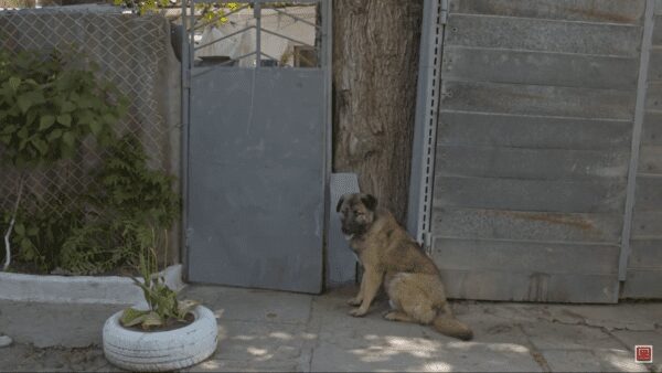 Loving guard dog kicked out by owner stares at gate for days before being rescued