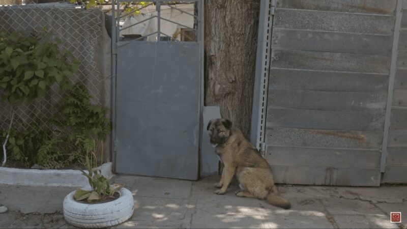 Loving Guard Dog Kicked Out By Owner Stares at Gate for Days before Being Rescued