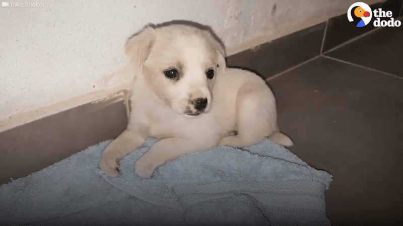 Tiny Puppy left in box at grocery store is so happy to be rescued