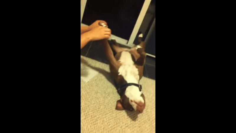 Dramatic Dog Collapses When owner tries to Cut nails