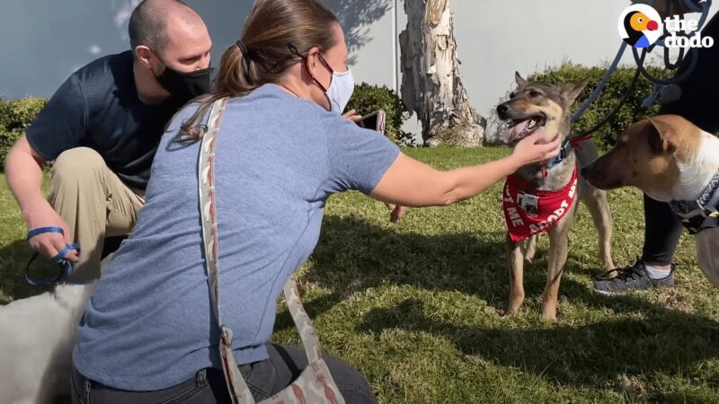 Puppy rescued from K9 Slaughterhouse finds his forever home