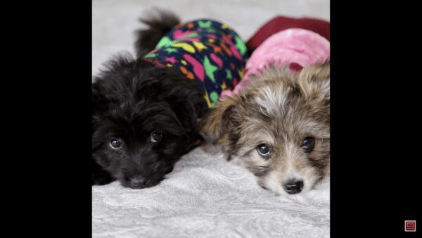 Tiny puppies dumped in massive rainstorm get the sweetest surprise