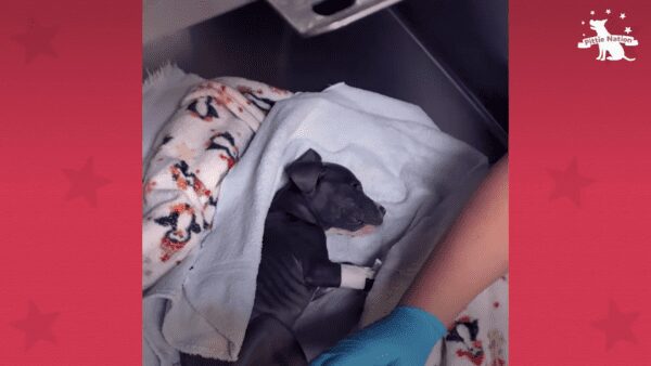 Tiny puppy dumped in a basket at the park gets the best home