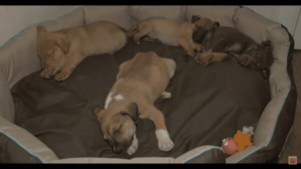 Four puppies dumped in a box by road miraculously saved
