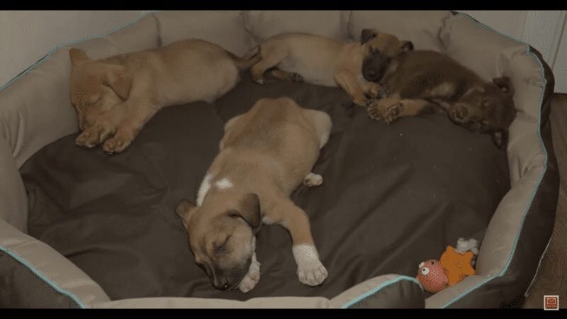 Four puppies Dumped in a box by road miraculously saved