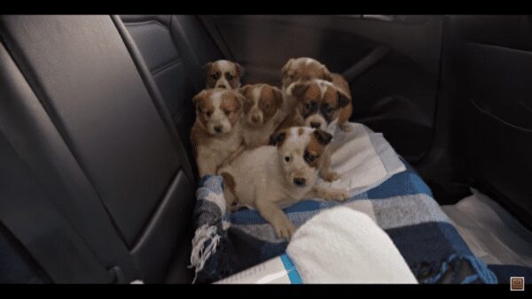 Someone saved these tiny puppies from intentional drowning