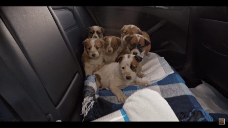 Someone saved these tiny puppies from intentional drowning