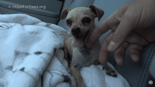 Tiny chihuahua left behind by owner finds new home