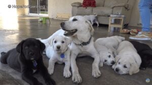 Dumped Labrador mom and her puppies rescued right beside busy highway