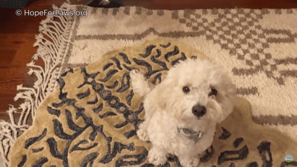 Maltese hit by car laid on the highway for 24 hours and has a miracle comeback.