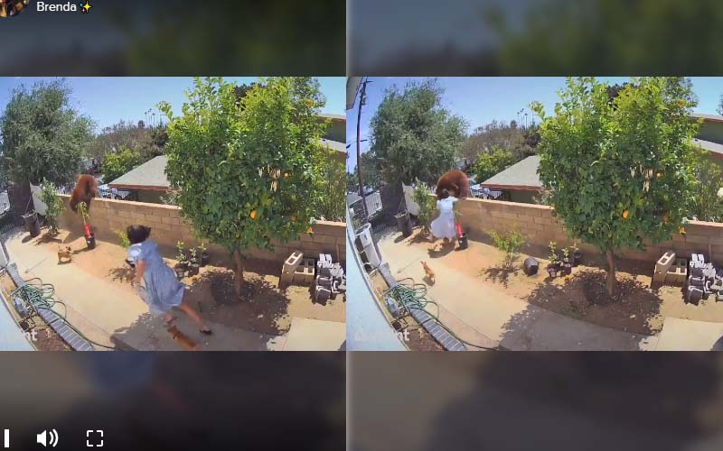 Watch as doggie mom yeets bear over wall to protect her dogs
