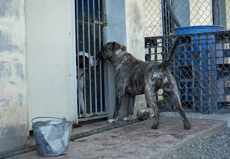 Dog owner charged for death, severe neglect of three dogs