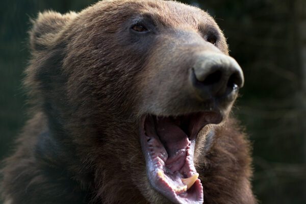 Man attacked by bear inside his california home - photo licensed by shore news network.