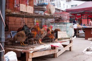 China has first human case of h10n3 bird virus