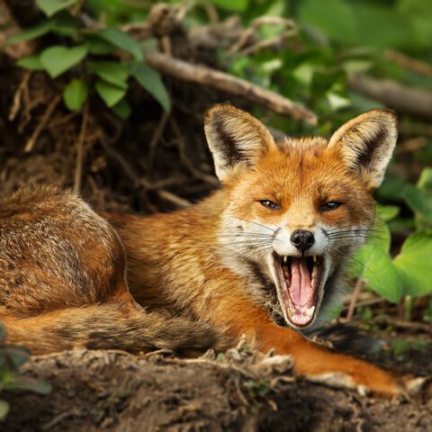 Double trouble state park reopened as officials suggest rabid fox has died - photo licensed by shore news network.