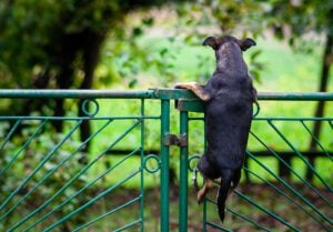 Jersey democrats propose 5-10 year prison terms for dog owners who don't follow this new rule