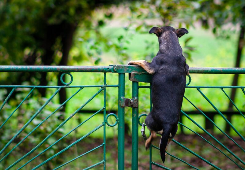 Jersey Democrats propose 5-10 year prison terms for dog owners who don't follow this new rule