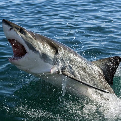Four great white sharks spotted at this east coast bay, here's why - photo licensed by shore news network.