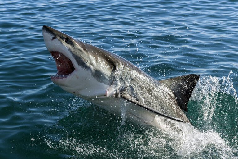 Four great white sharks spotted at this east coast bay, here's why - photo licensed by shore news network.