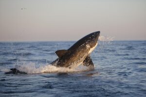 700 pound great white shark spotted near oregon inlet today
