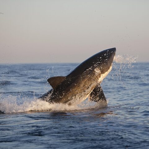 700 pound great white shark spotted near oregon inlet today - photo licensed by shore news network.