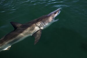 Great white shark reported off the coast of monmouth county