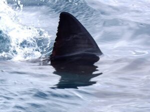 Teen attacked by shark in florida in gulf of mexico, shark warning issued to swimmers