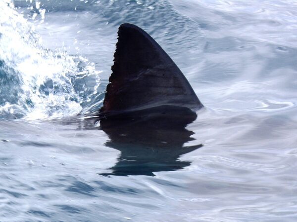 Teen attacked by shark in Florida in Gulf of Mexico, shark warning issued to swimmers