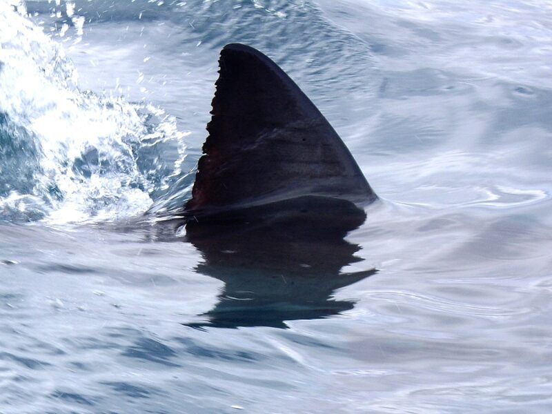 Teen attacked by shark in Florida in Gulf of Mexico, shark warning issued to swimmers