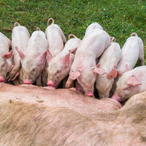 Ukrainian national guard tweets about greasing bullets for chechen fighters with pork fat - photo licensed by shore news network.