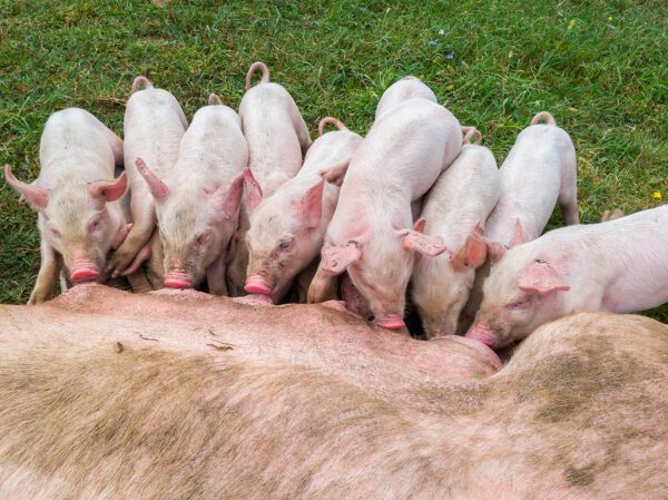 Ukrainian National Guard Tweets About Greasing Bullets For Chechen Fighters With Pork Fat