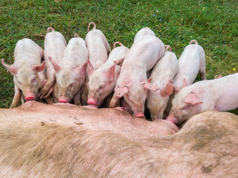 Senate Republicans Call on Gov. Murphy to Explain Pork Spending Before Budget Is Signed