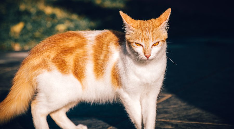 This video shows of a cat attacking the mailman shows sometimes, they're just big jerks