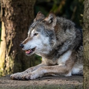 Forest service protections sought for wolves in idaho, montana wilderness areas