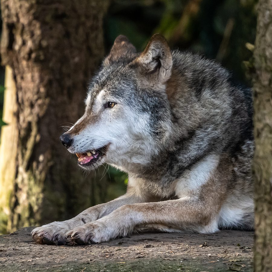 Forest service protections sought for wolves in Idaho, Montana wilderness areas