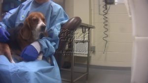 Michigan lawmakers introduce bills to place dogs and cats once used in experiments in new homes