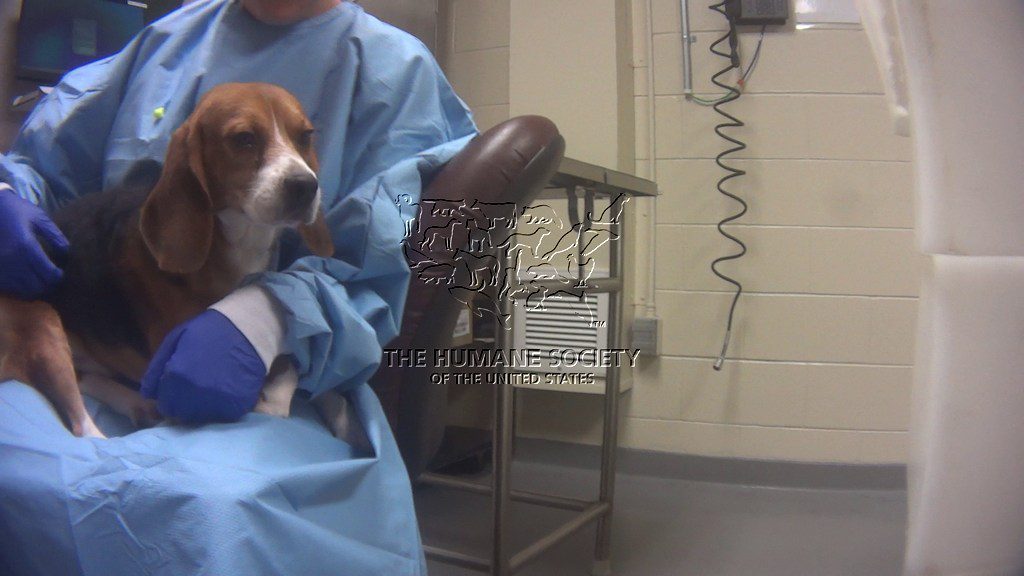 Michigan lawmakers introduce bills to place dogs and cats once used in experiments in new homes