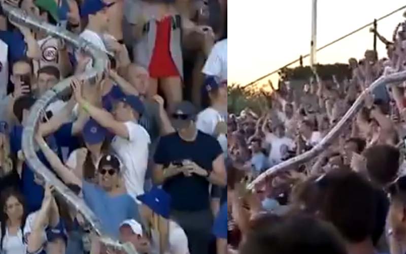 Cubs fans build epic beer cup snake at Wrigley Field