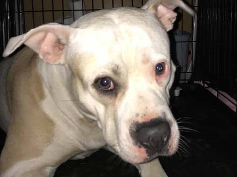 Dog thrown out of car in Ohio rescued by shelter, reunited with family