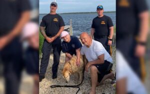 Dog missing for weeks in brick found swimming in barnegat bay