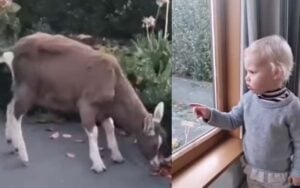 Shocked, potty mouth toddler tells mum, "there's a f-----g goat outside! "