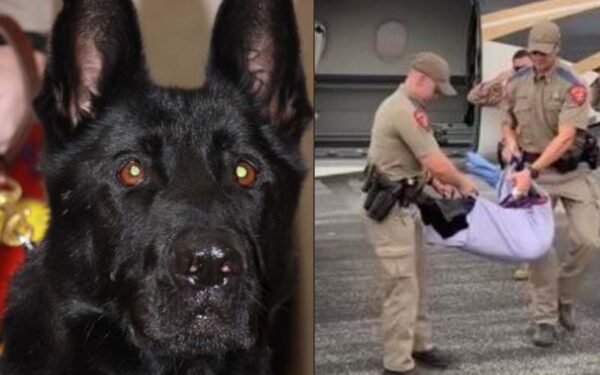 Officer down. Texas highway patrol honors dog killed in the line of duty