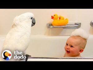 Cockatoo and baby boy do everything together | the dodo soulmates